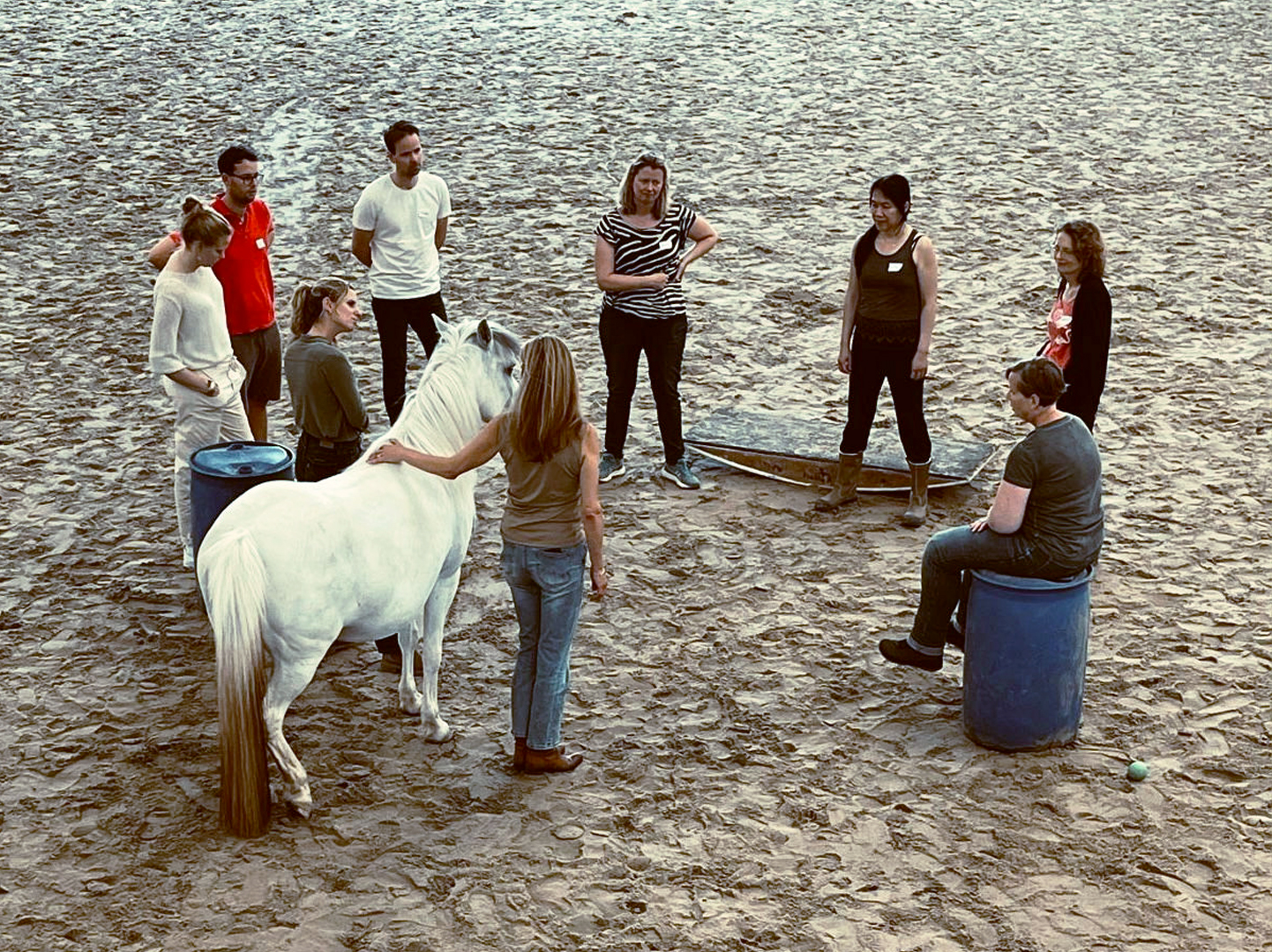 Teamcoaching mer paarden